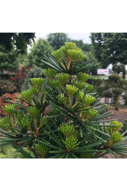 Сціадопітіс мутовчастий опис